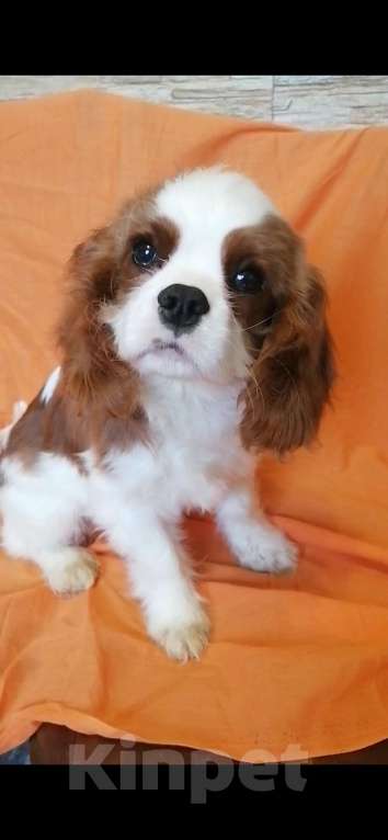 Собаки в Москве: Кавалер Кинг Чарльз 5 мес Девочки. Девочка, 100 000 руб. - фото 4