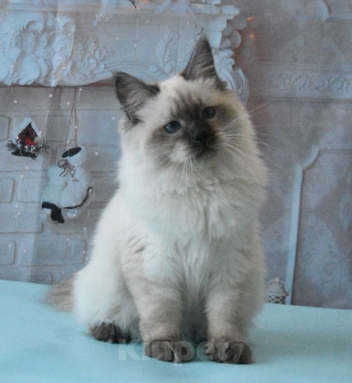 Кошки в Москве: Синеглазый Невский принц Мальчик, Бесплатно - фото 6