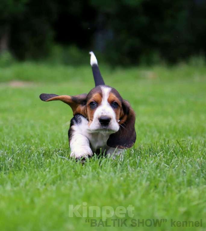 Собаки в Санкт-Петербурге: Бассет Хаунд, щенки Девочка, 50 000 руб. - фото 1