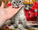 Кошки в Краснослободске: Бусинка Девочка, 5 руб. - фото 2