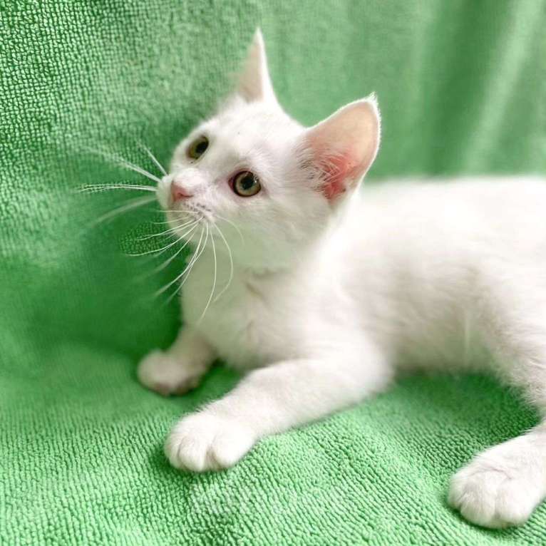 Кошки в Москве: Белый котёнок девочка в добрые руки Девочка, Бесплатно - фото 2