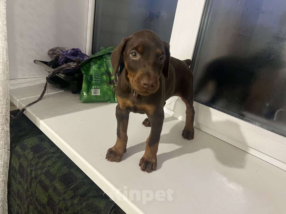 Собаки в Новоалтайске: Шоколадка Девочка, Бесплатно - фото 3