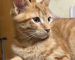 Кошки в Москве: Ищет семью солнечный рыжик с любопытными глазками! Мальчик, Бесплатно - фото 5