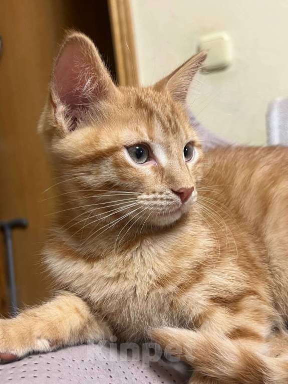 Кошки в Москве: Ищет семью солнечный рыжик с любопытными глазками! Мальчик, Бесплатно - фото 5