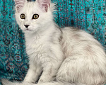 Кошки в Москве: Котенок (кошечка) мейнкун, окрас fs11, в любимицы Девочка, 45 000 руб. - фото 1