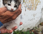 Кошки в Коломне: Пристраивается Мальчик, Бесплатно - фото 1