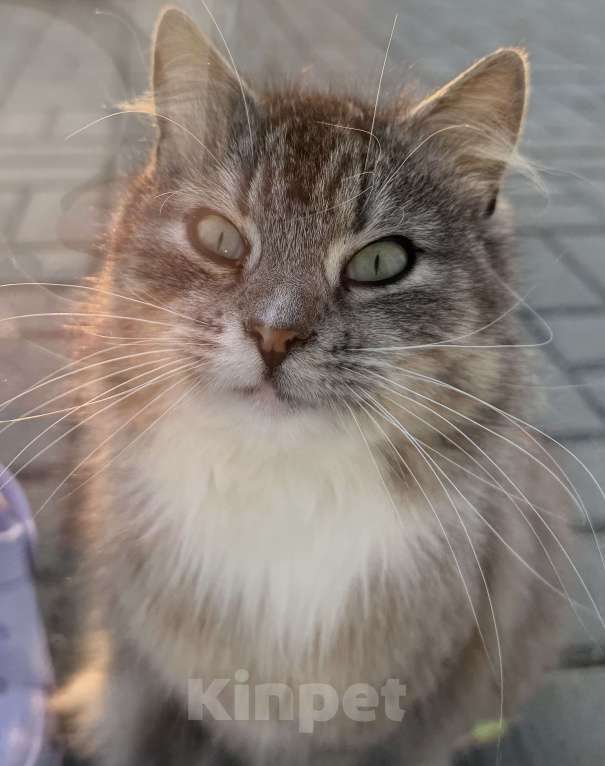 Кошки в Гурьевске: Кошечка ищет новый дом Девочка, Бесплатно - фото 1