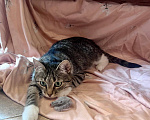 Кошки в Москве: Котёнок ищет семью Девочка, Бесплатно - фото 1