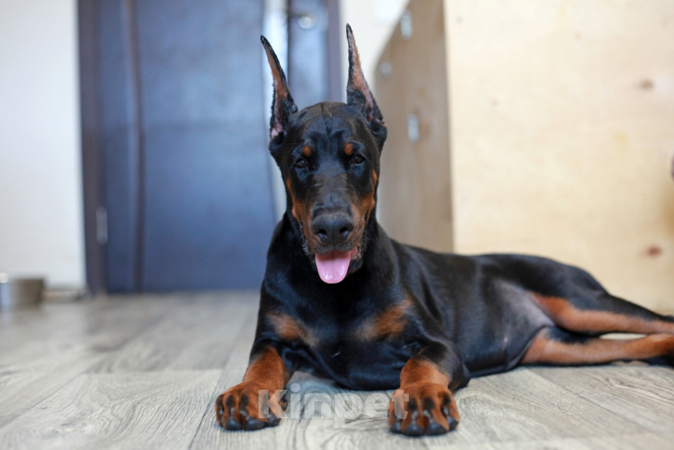 Собаки в Москве: Щенок добермана. Девочка. Питомник Ркф Девочка, 120 000 руб. - фото 3