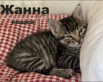 Кошки в Москве: Кошка Жанна 1 месяц в добрые руки даром Девочка, Бесплатно - фото 1