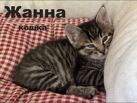Объявление: Кошка Жанна 1 месяц в добрые руки даром, Бесплатно, Москва