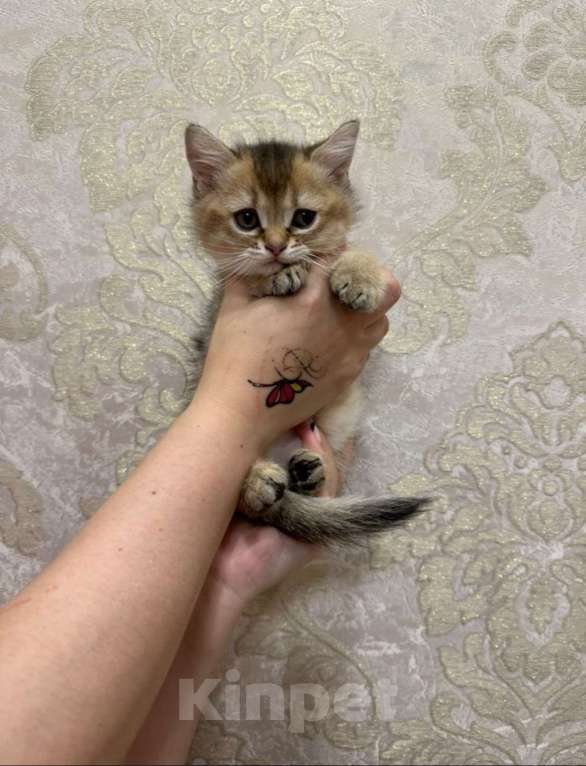 Кошки в Ростове-на-Дону: Шотландская шиншилла  Мальчик, 20 000 руб. - фото 2