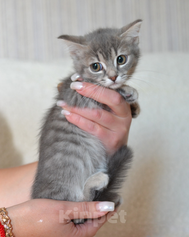 Кошки в Казани: Котята манчкин Девочка, 70 000 руб. - фото 2