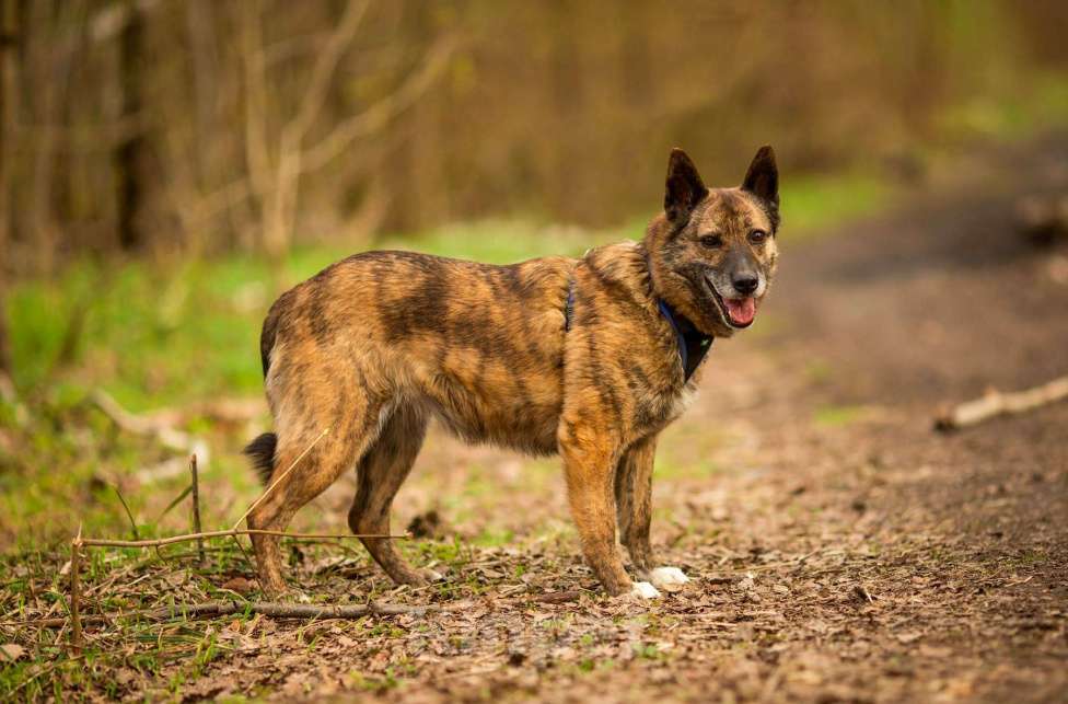 Собаки в Москве: Октавия Девочка, Бесплатно - фото 3