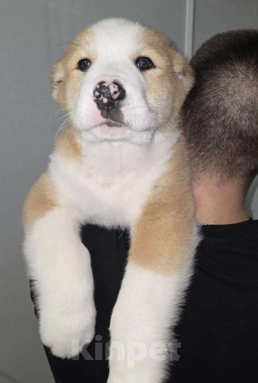 Собаки в Москве: Алабай Пацан Мальчик, 40 000 руб. - фото 5