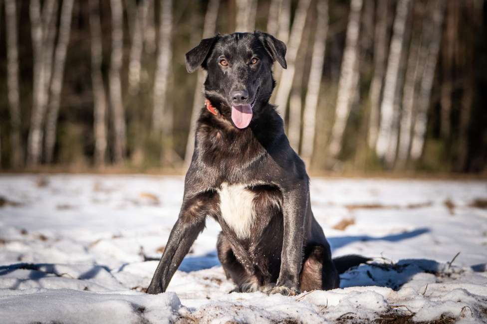 Собаки в Клине: Гуччи — грациозный и задорный пёс Мальчик, Бесплатно - фото 6