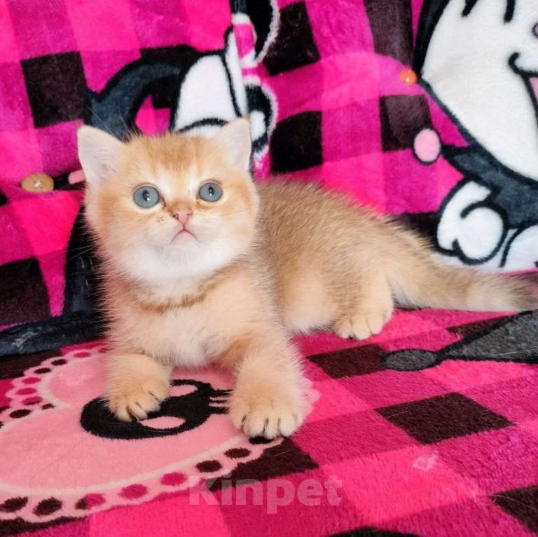 Кошки в Воронеже: Золотая шоколадная шиншилла Мальчик, 35 000 руб. - фото 2