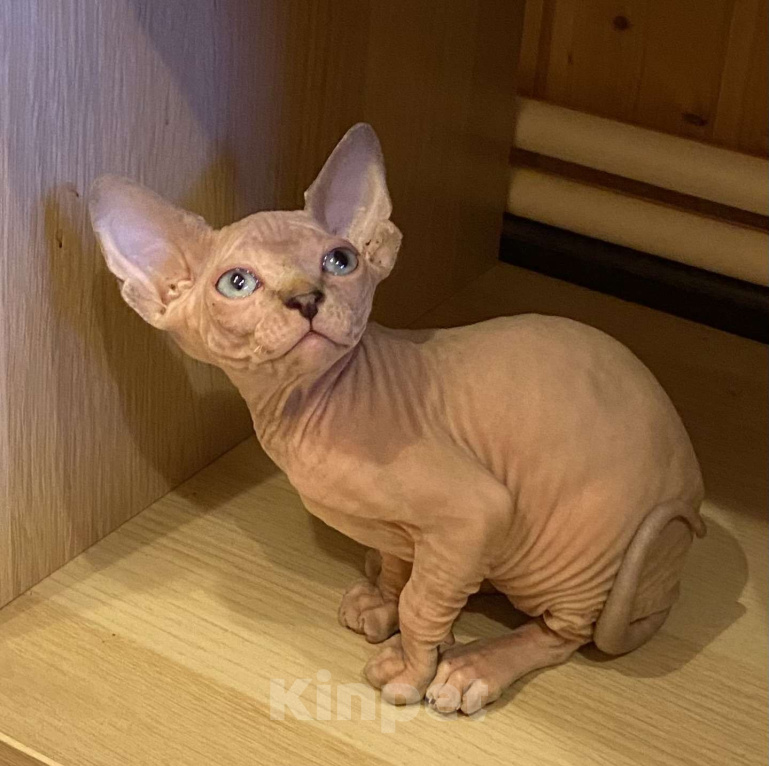 Кошки в Москве: Нежнейшая девочка канадского сфинкса Девочка, 50 000 руб. - фото 1