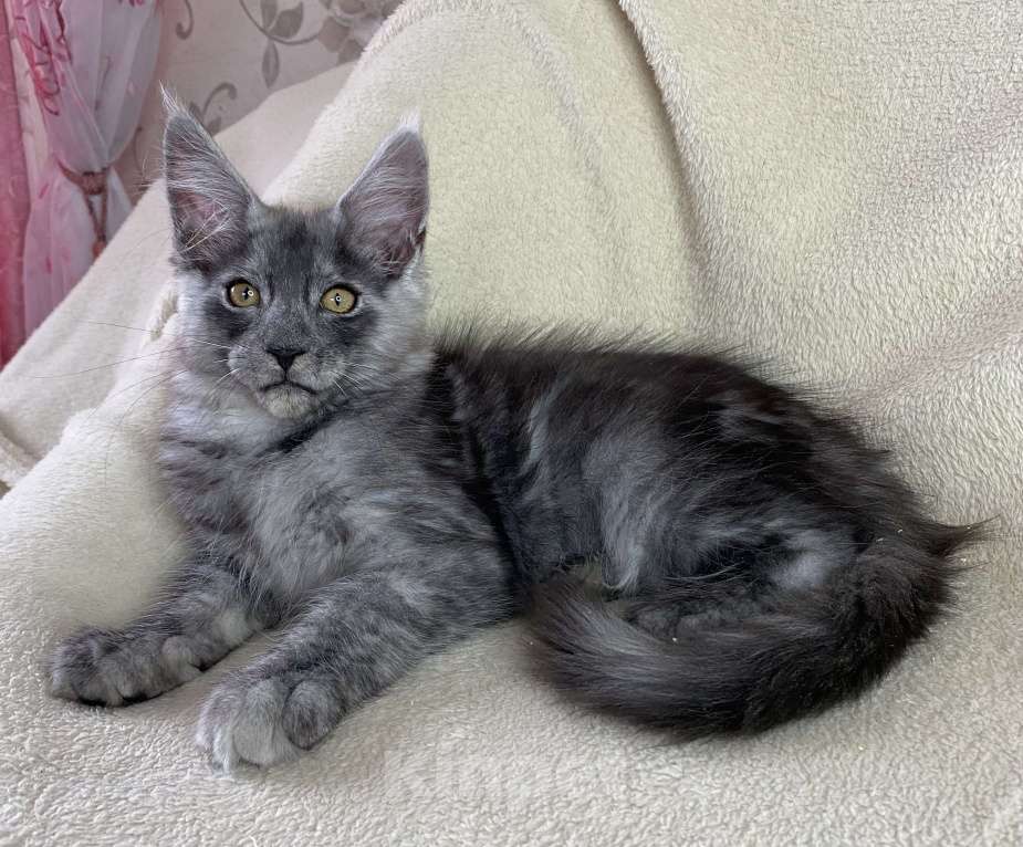 Кошки в Дмитрове: Черный дымчатый мальчик мейн кун Almaz Мальчик, 40 000 руб. - фото 4