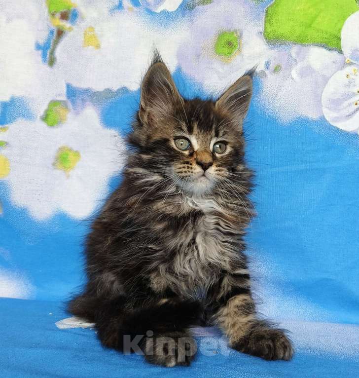 Кошки в Москве: Котёнок Мейн Кун Девочка Девочка, 60 000 руб. - фото 3