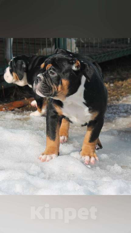 Собаки в других городах Воронежской области: Девочка староанглийский бульдог Девочка, 80 000 руб. - фото 3