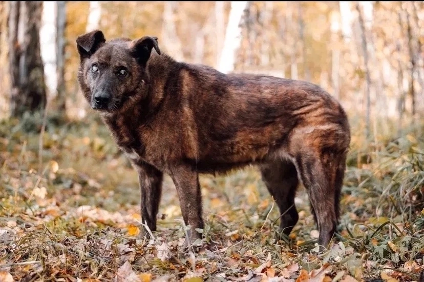 Собаки в других городах Московской области: Москва и МО. Тайра ищет дом Девочка, Бесплатно - фото 7