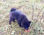 Собаки в Москве: Щенки шипперке ( схипперке) Девочка, 45 000 руб. - фото 5