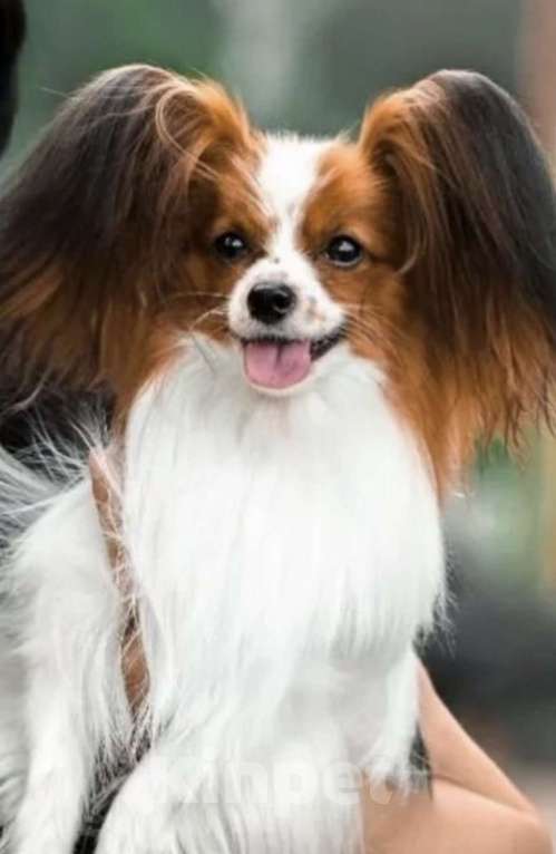 Собаки в Бийске: Щенки Мальчик, 40 000 руб. - фото 5