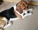 Собаки в Нижнем Новгороде: 🐶 ИЩЕМ ДОМ ДЛЯ БИГЛЯ РАЛЬФА! Мальчик, Бесплатно - фото 2