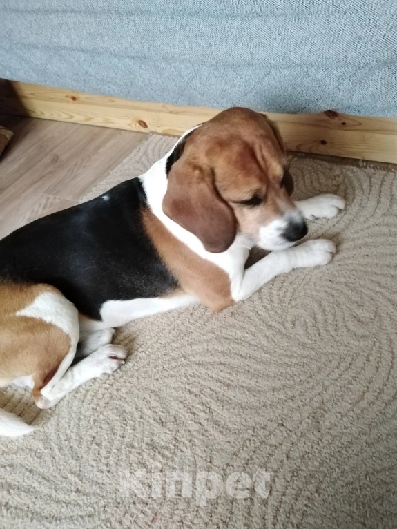 Собаки в Нижнем Новгороде: 🐶 ИЩЕМ ДОМ ДЛЯ БИГЛЯ РАЛЬФА! Мальчик, Бесплатно - фото 2