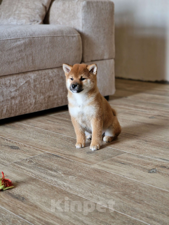 Собаки в Каменске-Шахтинском: Сиба-ину щенок Мальчик, 50 000 руб. - фото 2