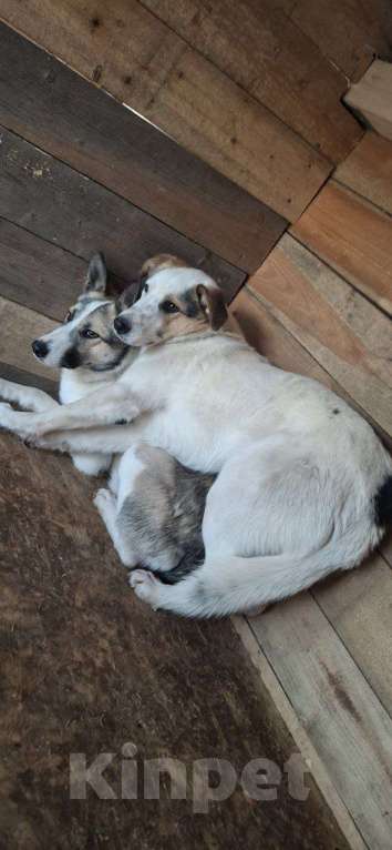 Собаки в Химках: Братики и сестрёнка ждут свою семью Мальчик, Бесплатно - фото 5