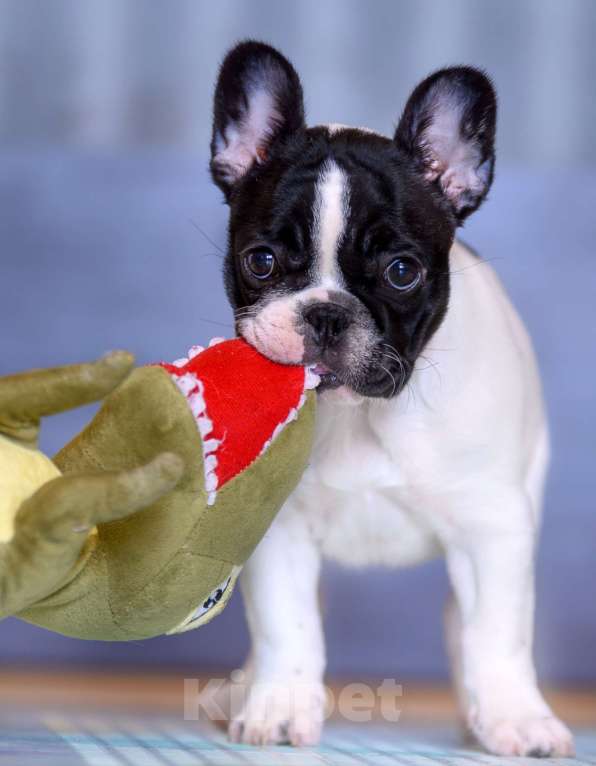 Собаки в Москве: Щенки девочки Девочка, 35 000 руб. - фото 2