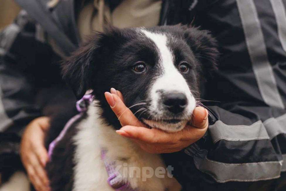 Собаки в Москве: Бомсу - мальчик, 2 месяца, ищет дом  Мальчик, Бесплатно - фото 2