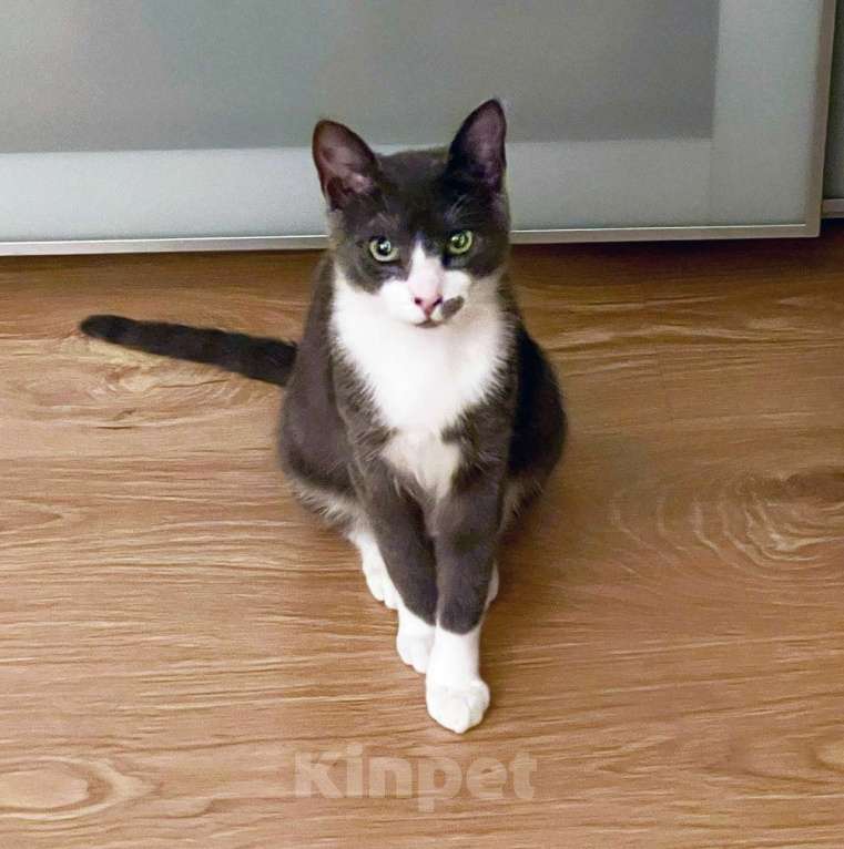 Кошки в Кудрово: Принцесса Марселла в поисках своего "королевства" :) Девочка, Бесплатно - фото 8