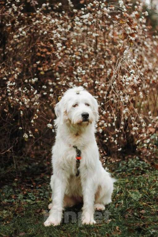 Собаки в Москве: Белая собака Шая с человеческими глазами в дар Девочка, 1 руб. - фото 10