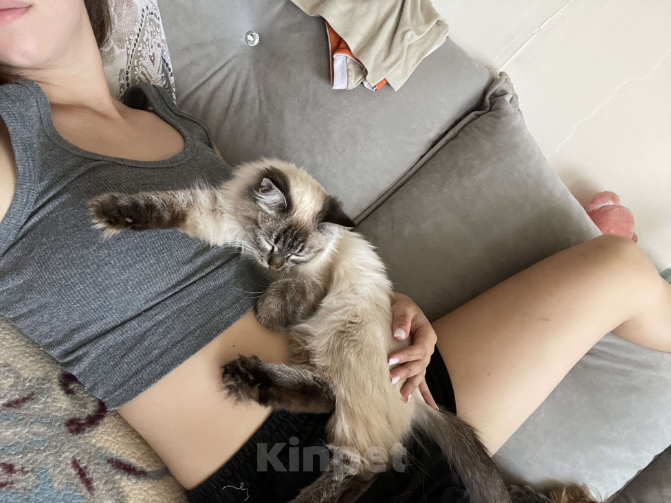Кошки в Красноярске: Продам кошку Девочка, 5 000 руб. - фото 4
