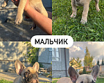 Собаки в Москве: Маленькие французики в поисках любящих хозяев🐾 Разнополые, 45 000 руб. - фото 3