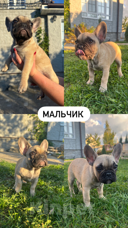 Собаки в Москве: Маленькие французики в поисках любящих хозяев🐾 Разнополые, 45 000 руб. - фото 3