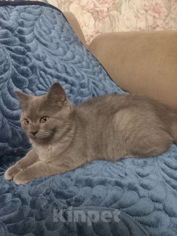 Кошки в Москве: Элитный клубный голубой котенок 14.06.2025 Мальчик, 15 000 руб. - фото 1