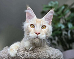 Кошки в Липецке: Мейн - кун Мальчик, Бесплатно - фото 1
