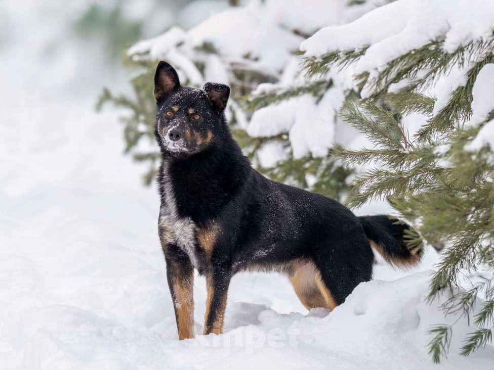Собаки в других городах Московской области: Ищет дом красавец Мич! Мальчик, Бесплатно - фото 2