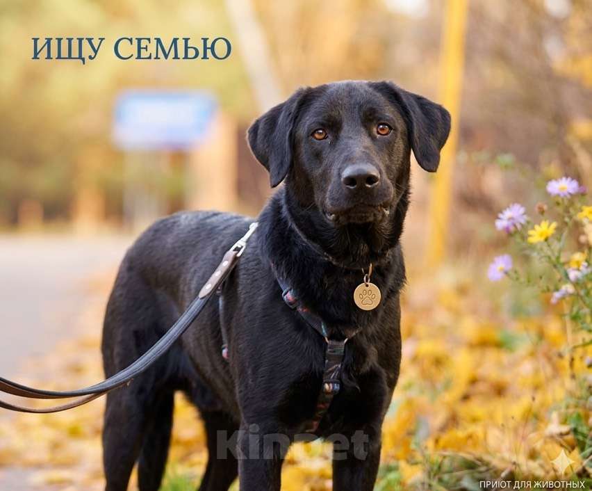 Собаки в Москве: Зорро 3,5 года. ищет семью. Мальчик, Бесплатно - фото 2