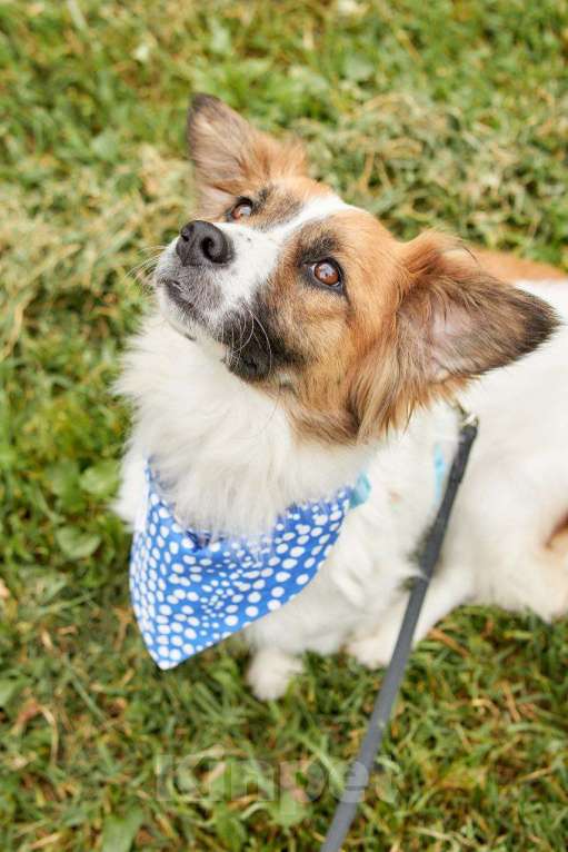 Собаки в других городах Московской области: Арни ищет семью Мальчик, Бесплатно - фото 3