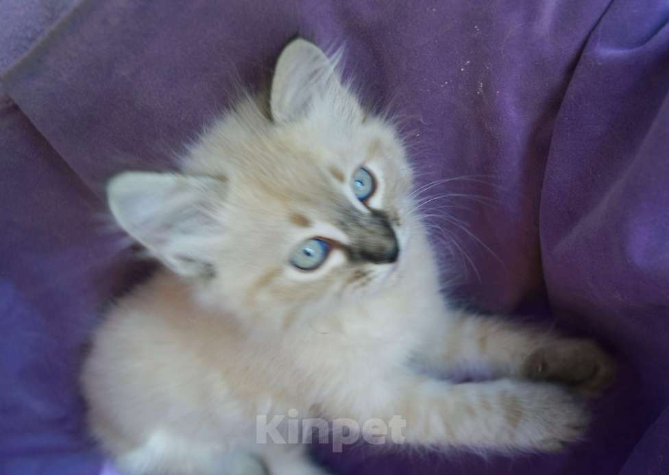 Кошки в Краснодаре: Котята Невская Маскарадная Color Point Blue Point Колор Поинт Пушистые Девочка, 37 000 руб. - фото 4