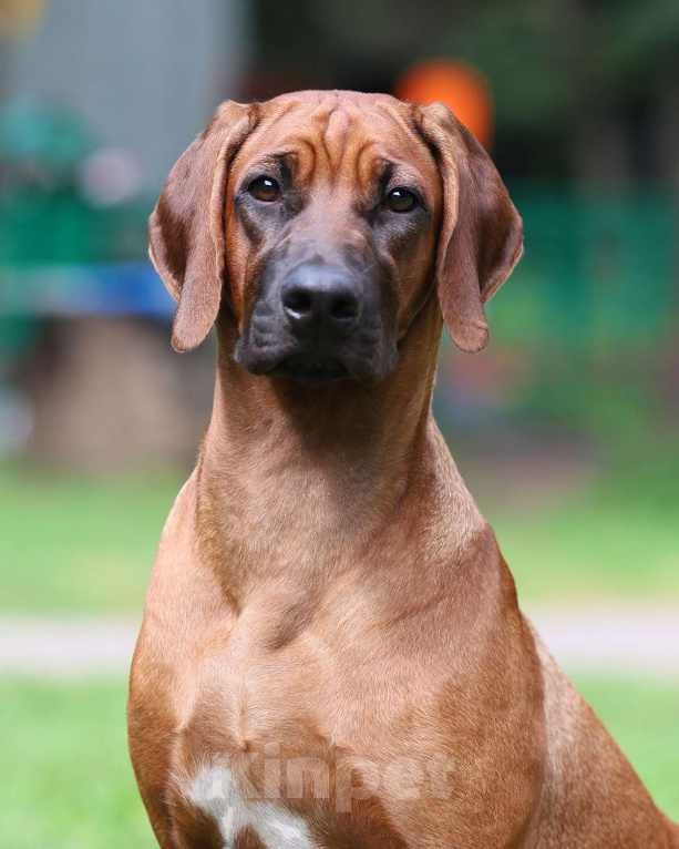 Собаки в Москве: Шикарная девочка родезийского риджбека Девочка, Бесплатно - фото 4