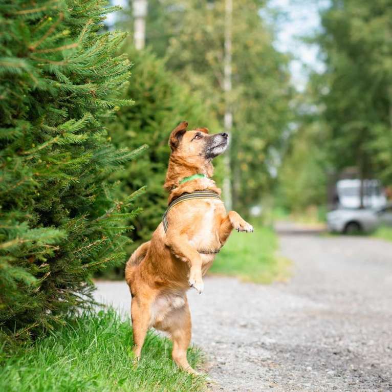 Собаки в Санкт-Петербурге: Маленький хорошенький пёс Мальчик, Бесплатно - фото 10