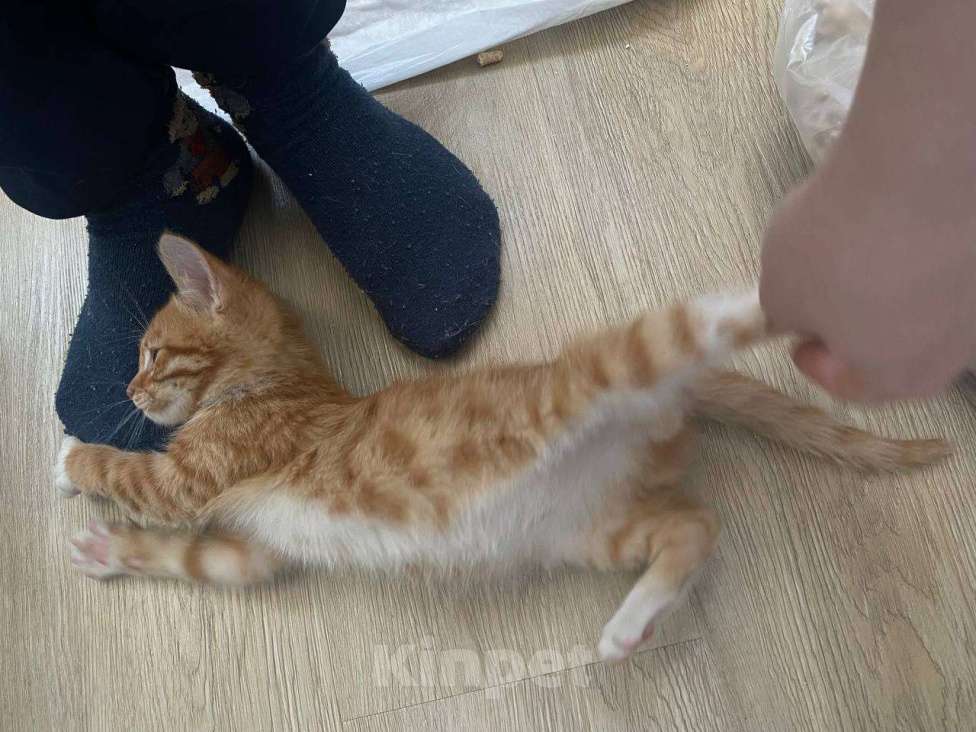 Кошки в Москве: Мне нужен дом Мальчик, Бесплатно - фото 4