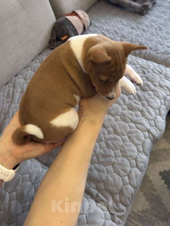 Собаки в Ангарске: Щенки басенджи Девочка, 65 000 руб. - фото 2