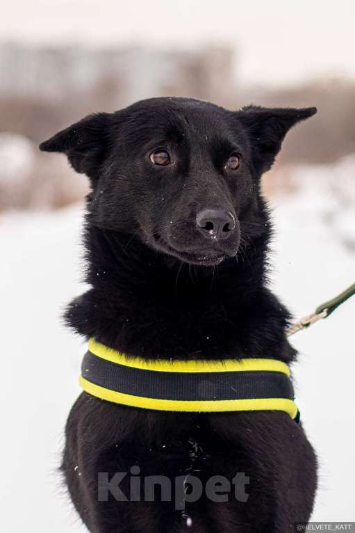 Собаки в Москве: Миниатюрный щенок в поисках дома Девочка, Бесплатно - фото 1